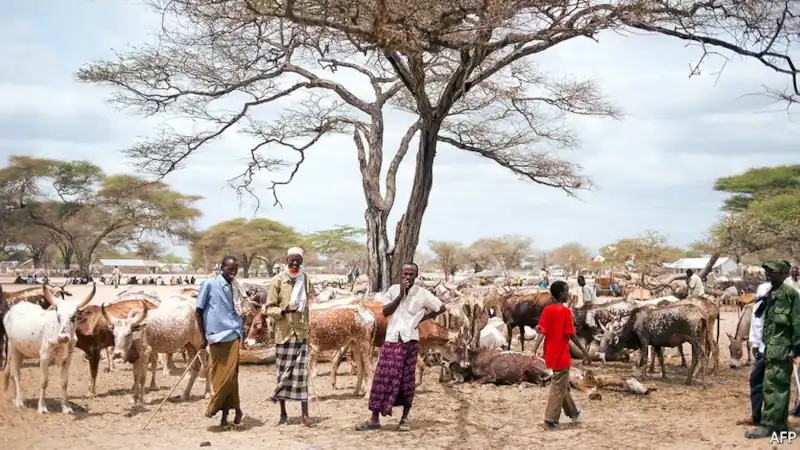 Somali Herders